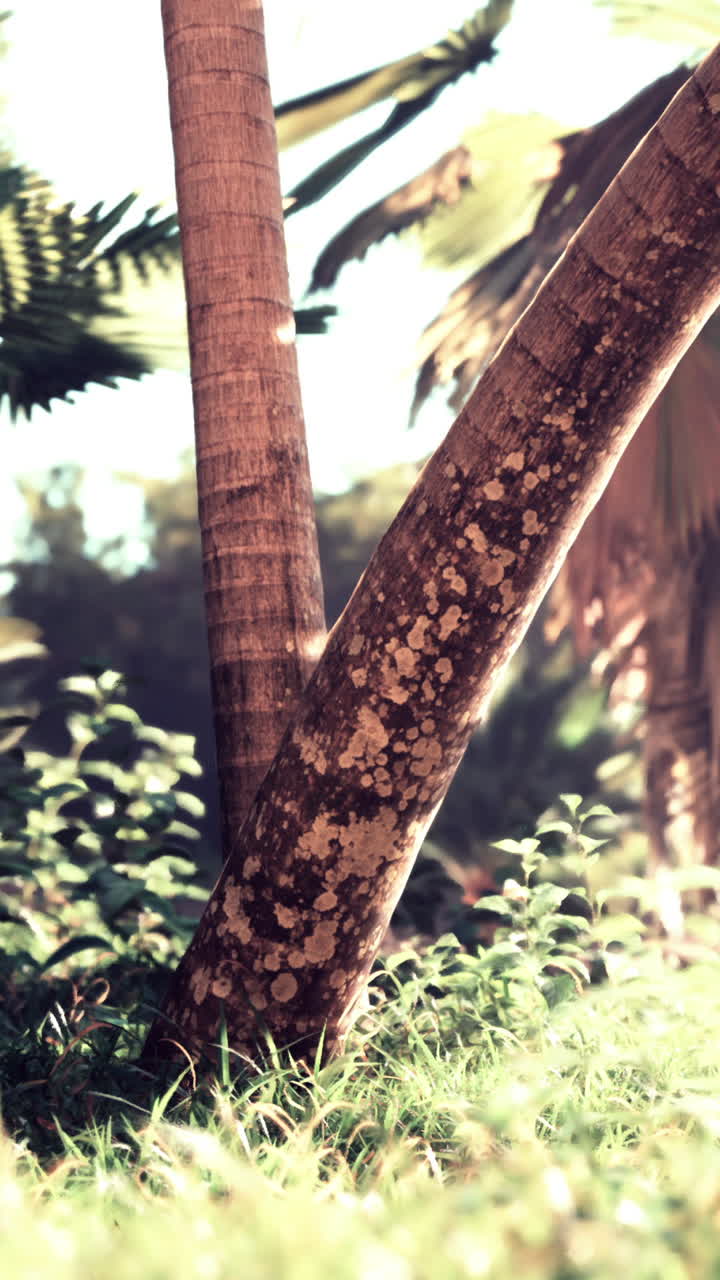 cerca de un tronco de palmera en un bosque tropical