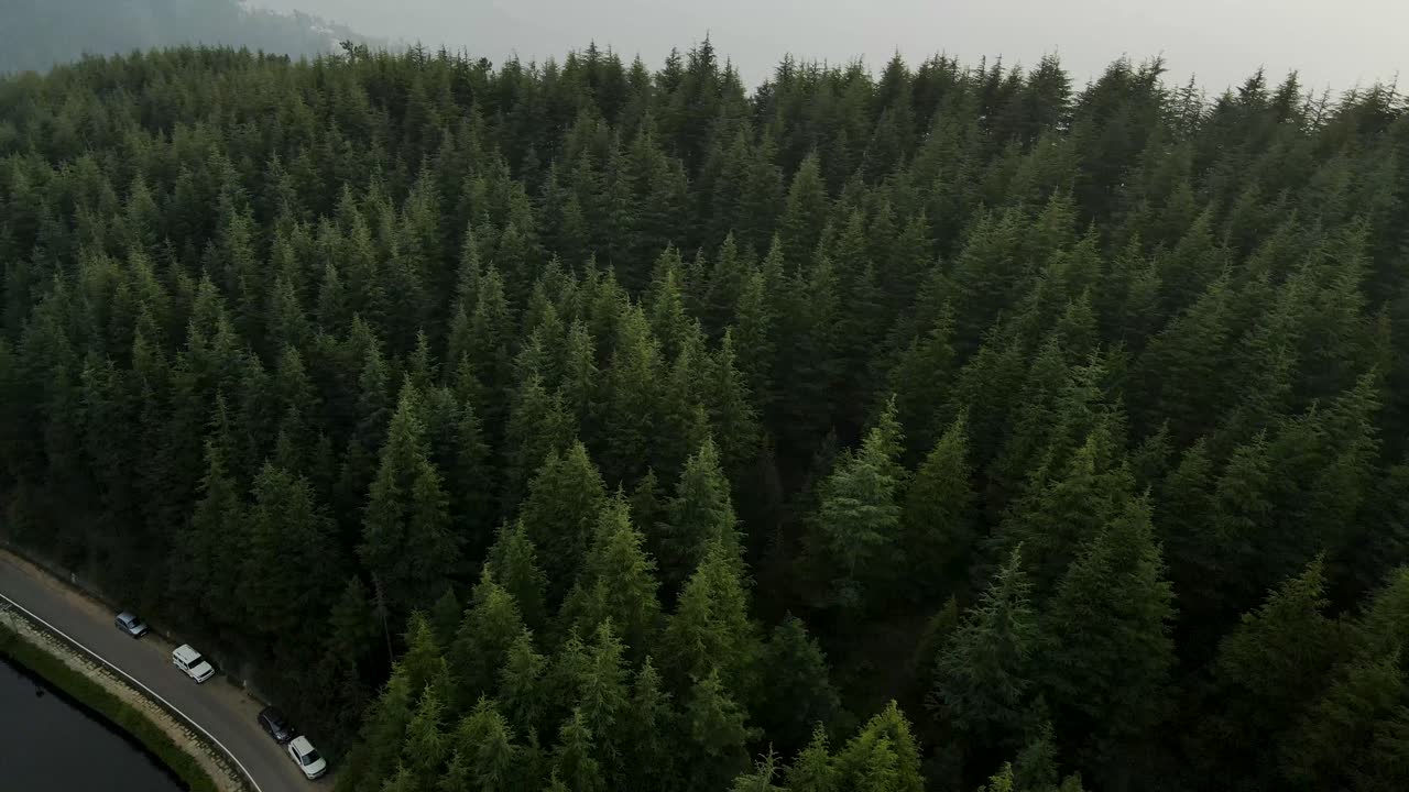 Aerial view of pine forest. Forest top view. Drone view of a greenery forest with a dirt road. Macro shot of pine forest. Aerial view of a road through the woods. Aerial landscape of green pine woods.