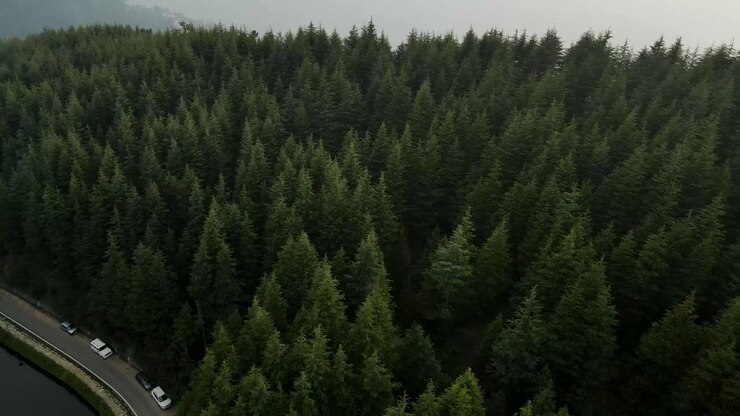 Luftfoto av furuskog. Skog sett ovenfra. Dronebilde av en grønn skog med en grusvei. Makrobilde av furuskog. Luftfoto av en vei gjennom skogen. Luftlandskap av grønne furuskoger.