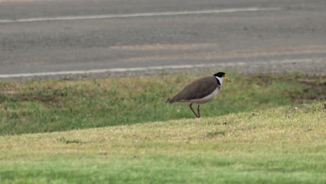 masked lapwing plover standing on grass by roadside