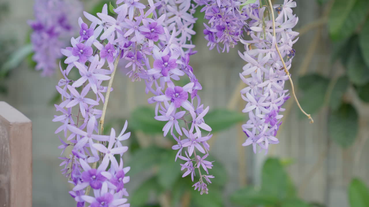 정원에서 꽃이 피는 페트레아 볼루빌리스의 가까운 모습