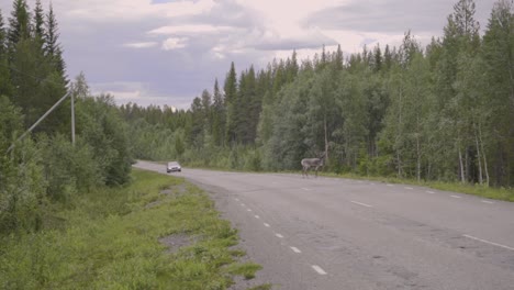 Ein-Rentier-Auf-Der-Straße,-Eine-Gefahr-Für-Den-Verkehr