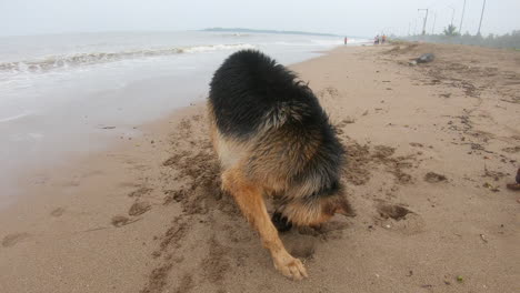 owczarek niemiecki drapie piasek na plaży k