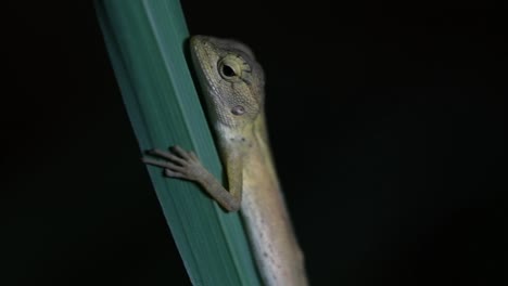 El-Lagarto-De-Jardín-Oriental-También-Se-Llama-Lagarto-De-Jardín-Oriental,-Chupasangre-Y-Lagarto-Cambiable