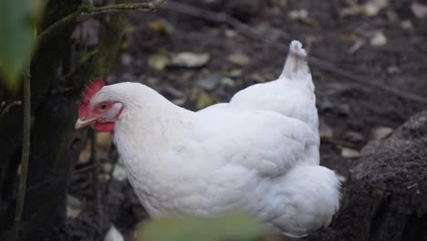 Hermosa-Gallina-Blanca-En-El-Jardín,-Concepto-De-Agricultura-Y-Animales-Domésticos,-Pollo-De-Cerca