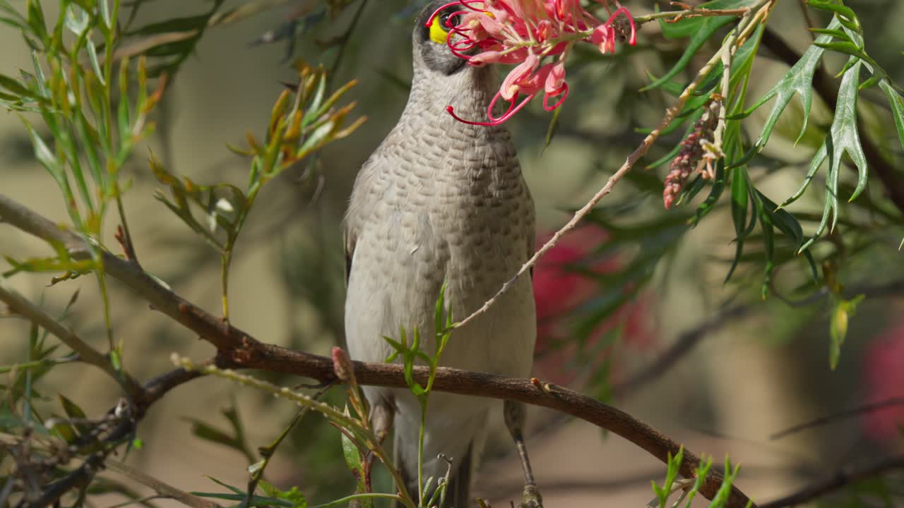 pájaro minero ruidoso comiendo el néctar de una flor roja en australia