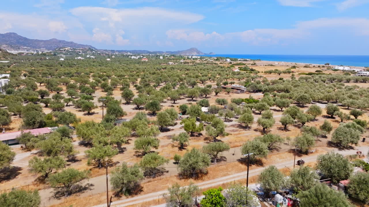Aerial view tilting over olive trees, on the countryside of Greece, sunny day