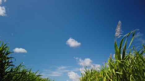 a shot of the sky between sugarcane plants