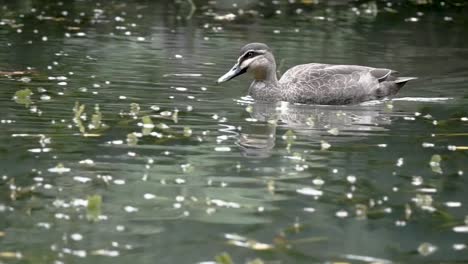 Nahaufnahme-Einer-Ente,-Die-Auf-Dem-Wasser-Schwimmt,-Mit-Vielen-Blättern-Und-Vegetation-Auf-Der-Wasseroberfläche