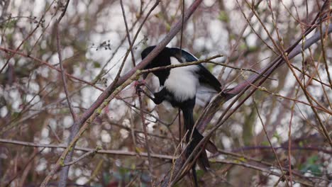 Pájaros---Urraca-Euroasiática-Con-El-Pie-Atrapado-En-Una-Cuerda,-Pie-De-Cuerda,-En-Países-Bajos