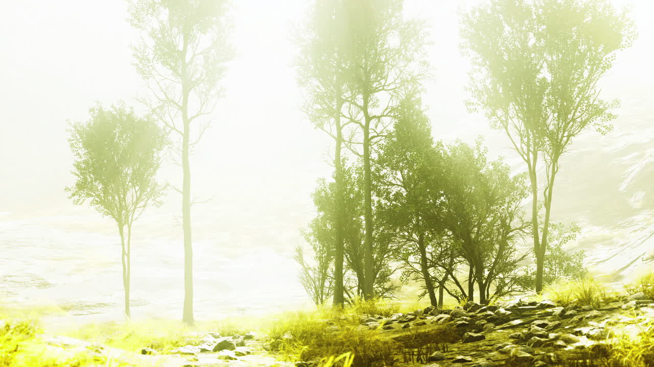 Luminous forest landscape glowing in the soft morning light