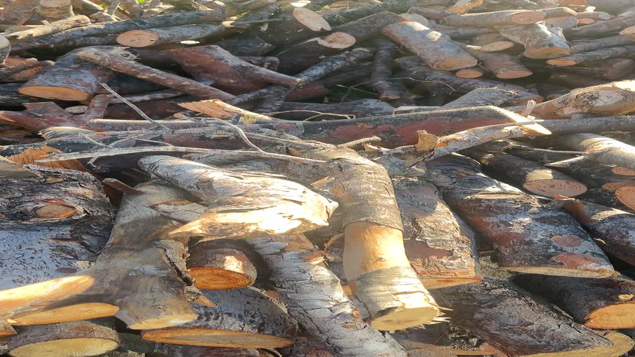 A pile of wood logs with some of them being cut. The pile is large and has a lot of wood