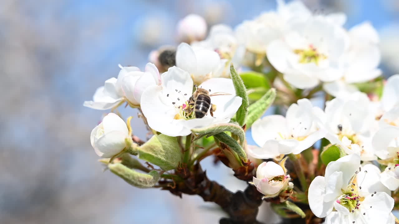 Bees pollinating white blossoms on a tree against a bright blue sky