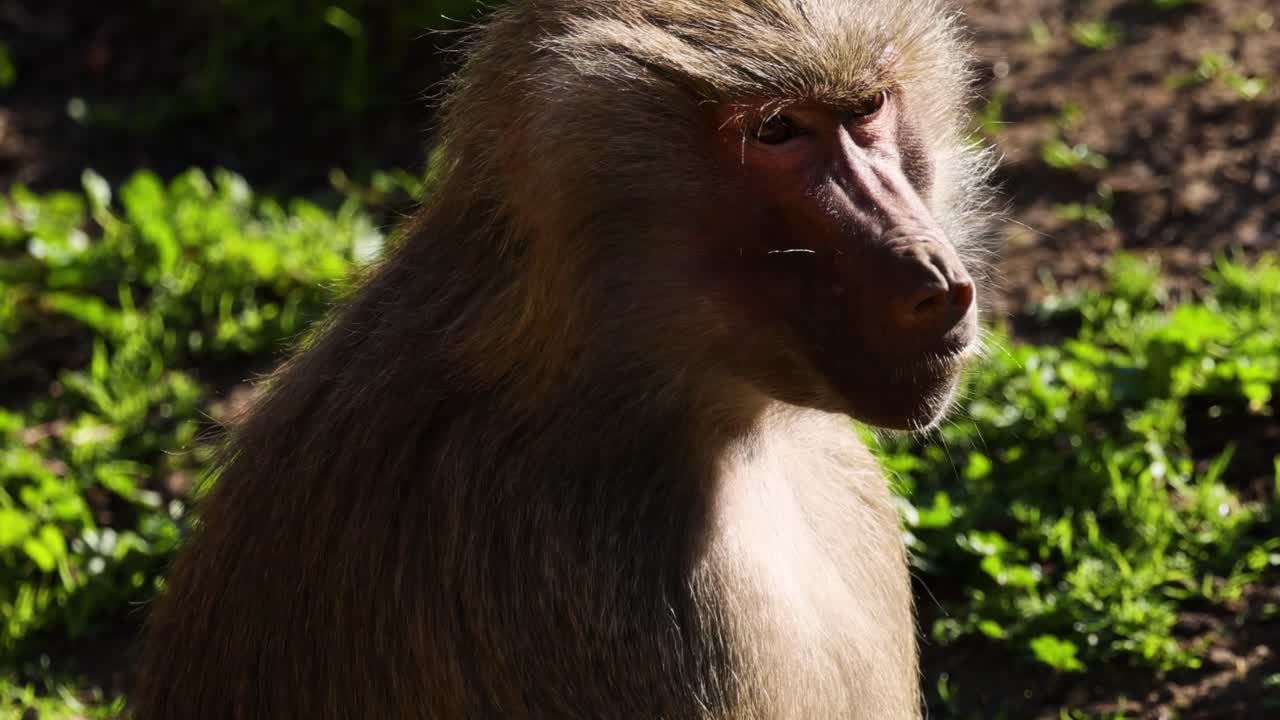 A baboon sits calmly, bathed in sunlight, surrounded by lush green foliage.