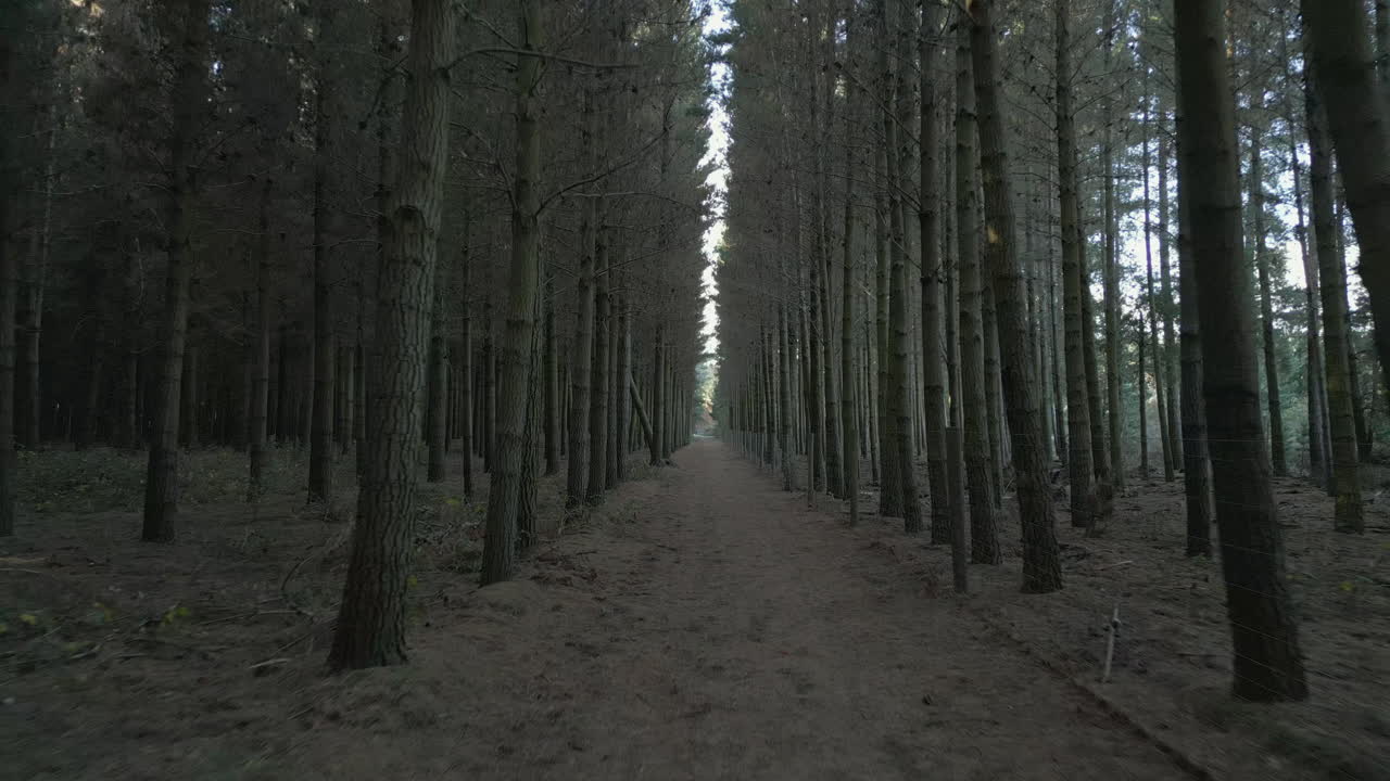 A straight dirt path cutting through a dense pine forest, creating a tunnel-like effect.