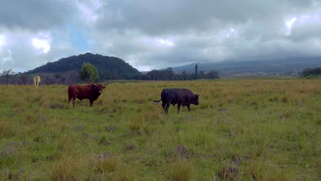 ganado en exuberantes pastos verdes en la isla hawaiana de maui