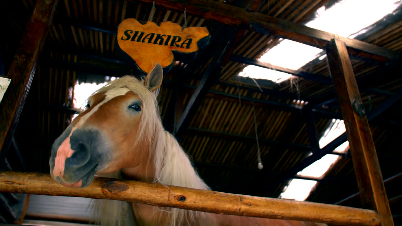 el caballo en el establo con la placa de shakira sacude la cabeza, cierra a cámara lenta