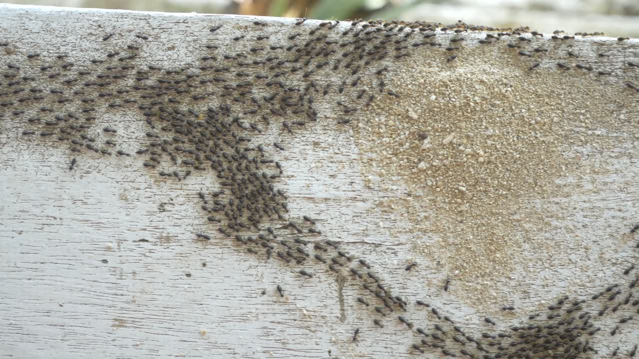 transporte de hormigas cebu
