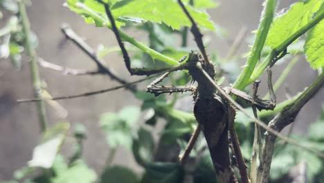 exciting-insect-with-abstract-camouflage-with-spikes,-stick-insect-in-nature-is-moving-slowly