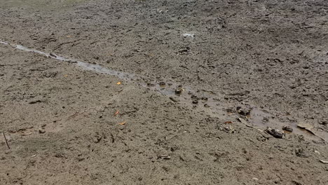 hundreds of tiny crabs moving in the mud of a river at low tide