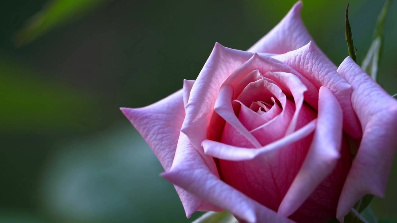Time-lapse di una rosa rosa che sboccia in un giardino