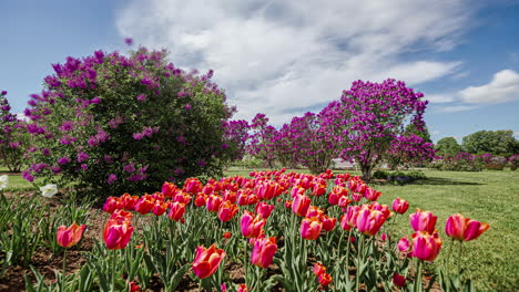 preciosos tulipanes y lilas en el campo en una soleada primavera