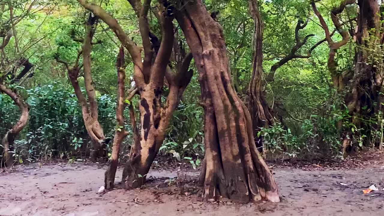 Sundarbans of Sylhet, Ratargul swamp forest at low tide with banyan alike trees