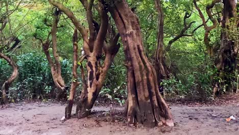 sundarbans of sylhet, ratargul swamp forest at low tide with banyan alike trees
