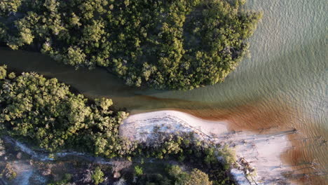 mangrove river on stradbroke island