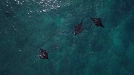 antena: mantarrayas en bali