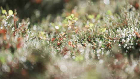 Plantas-En-Miniatura,-Musgos-Y-Líquenes-Cubiertos-De-Rocío-Cubren-El-Suelo-En-La-Tundra-Otoñal.