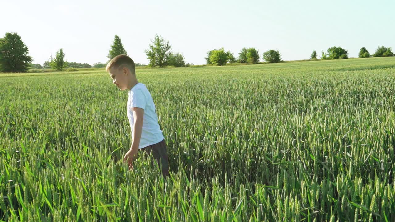 Boy is walking along the wheat field.