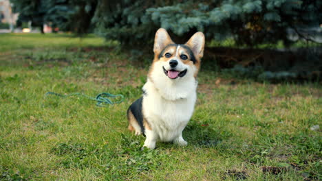 happy corgi in a park