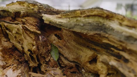 alejarse lentamente de una rama de roble caída