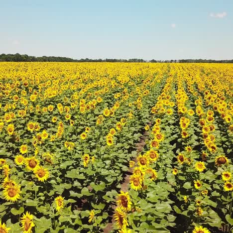 yellow sunflowers. wonderful rural landscape of sunflower field in sunny day. drone aerial view