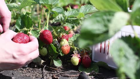 Große-Reife-Rote-Frische-Erdbeere-Pflücken-Von-Der-Jungen-Sauberen-Hand-Der-Frau