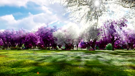 Sakura blooms in spring on the background of beautiful trees and fields of flowers. Travel and adventure, amazing spring landscape. Beautiful natural loop background.