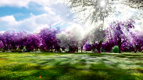 sakura blooms in spring on the background of beautiful trees and fields of flowers. travel and adventure, amazing spring landscape. beautiful natural loop background.