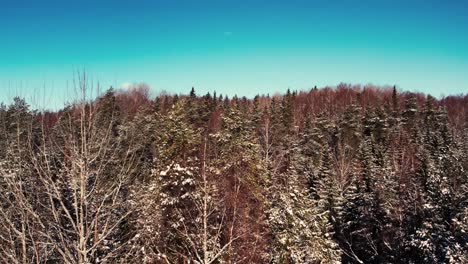 vista aérea de un dron volando sobre un camino forestal en invierno