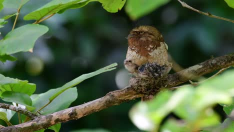 the javan frogmouth or horsfield's frogmouth is found in thailand and other asian countries