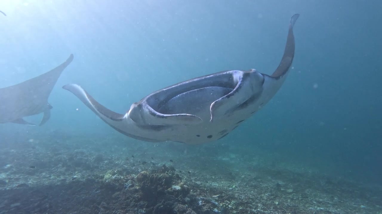 Manta Ray Gliding on a Shallow Reef under the sunlight in Komodo National Park, Indonesia