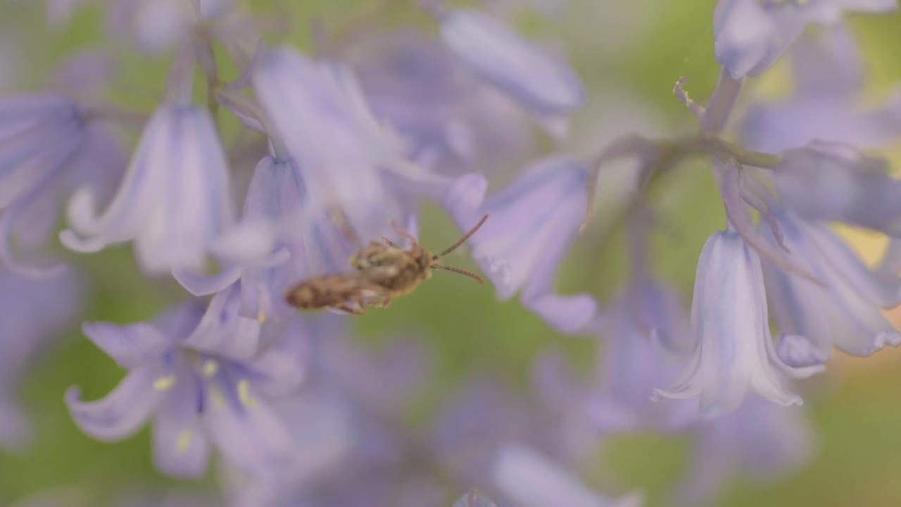 insecto mosquito volando alrededor de flores de campanilla en inglaterra