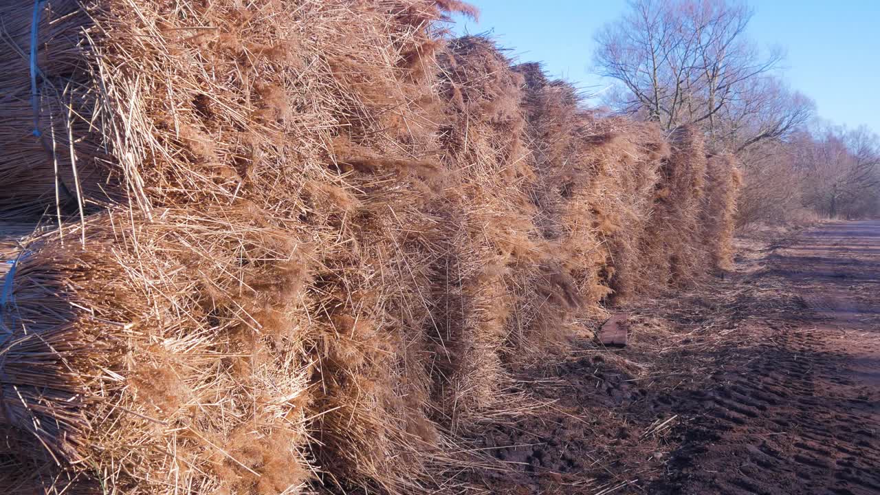 pila de vapores de caña beige seca, plantas de caña cerca del lago, parque natural del lago pape, día soleado de primavera, tiro amplio de mano
