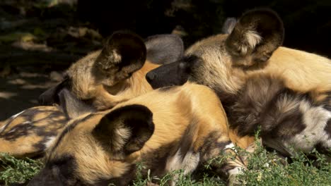 varios perros salvajes africanos cansados descansando juntos a la sombra