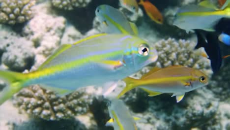beneath the waves: a vibrant school of colorful fish swimming amongst coral reefs, capturing the beauty and diversity of marine life in a stunning underwater scene