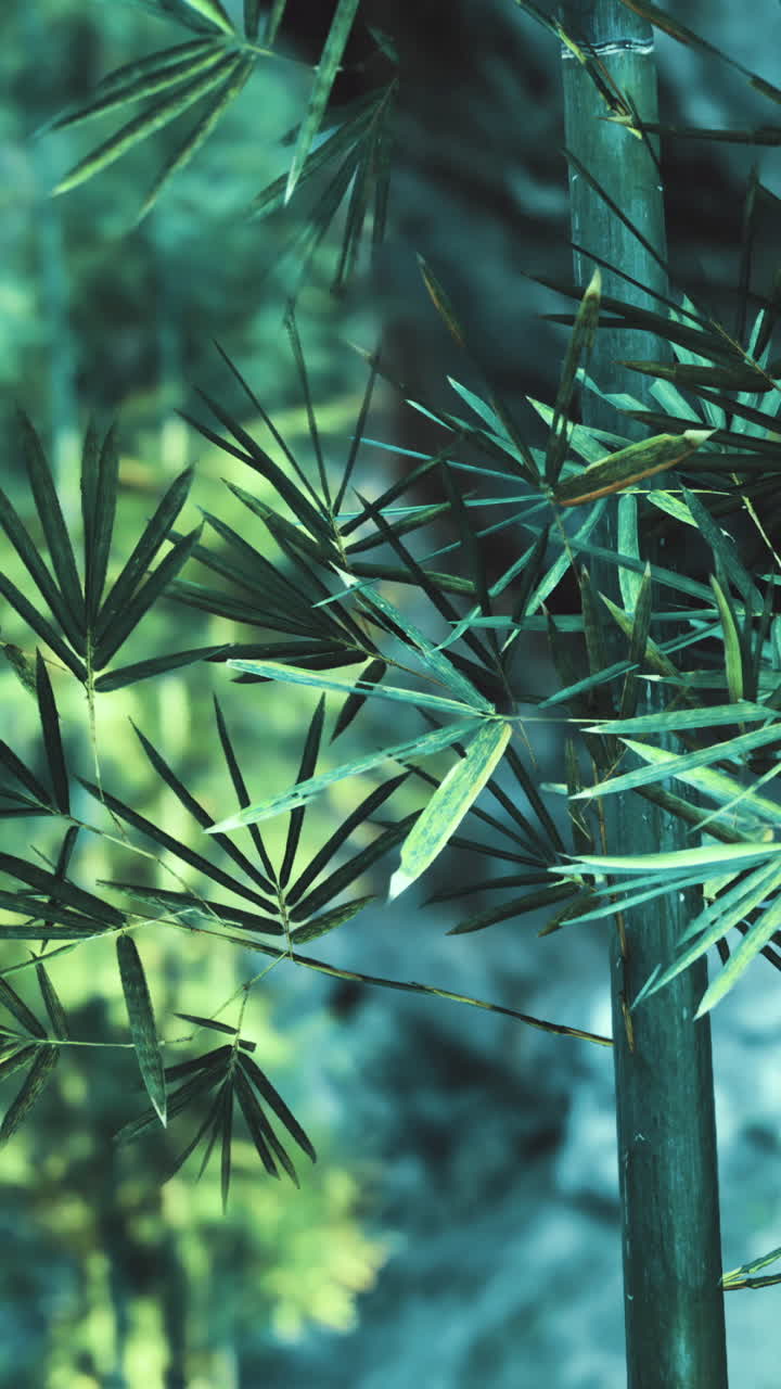 Bamboo forest creates a serene atmosphere in natures vibrant display