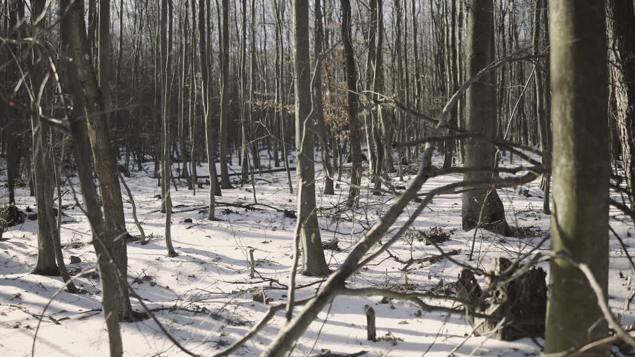 Una bella passeggiata attraverso la foresta invernale