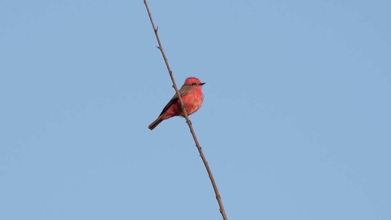 papamoscas bermellón macho pájaro posado