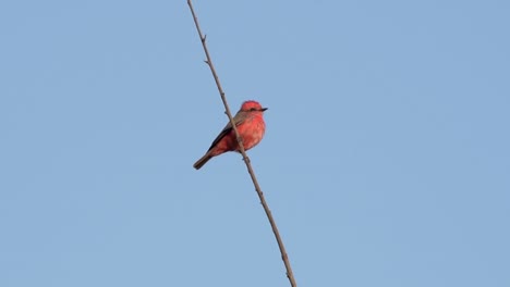 male vermillion flycatcher bird perched