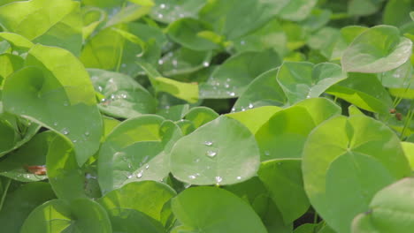 Wassertropfen-Auf-Vielen-Pflanzen